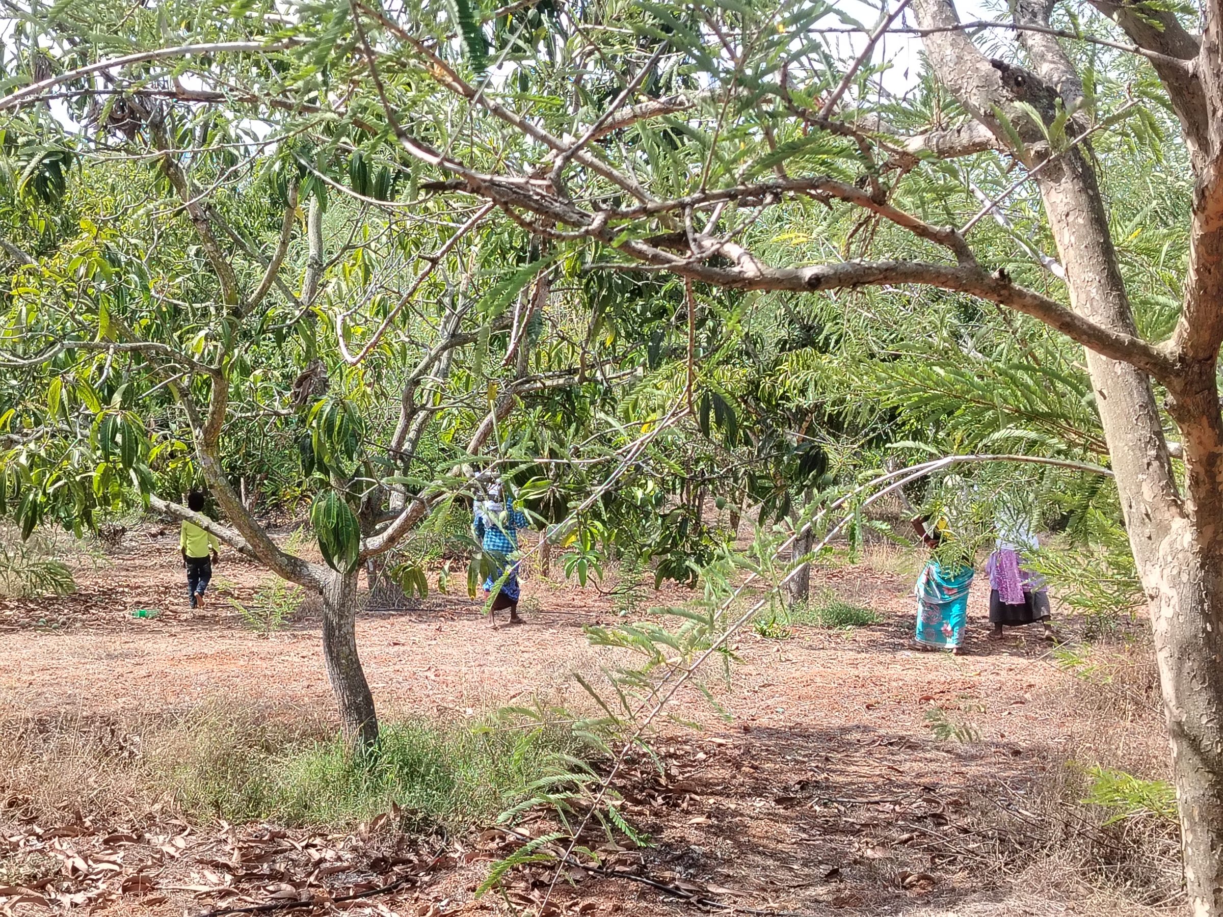 Rasi Farm — open fields in mid-season